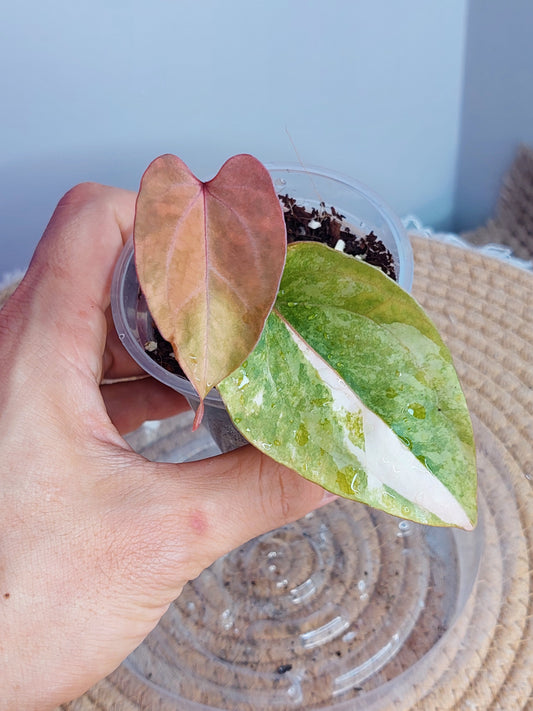 Anthurium Kallos Variegated 1