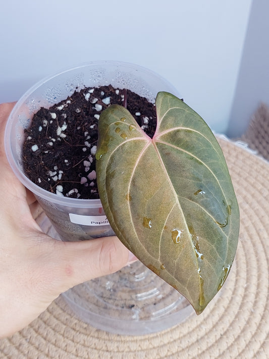 Anthurium Papillilaminum Mint 1