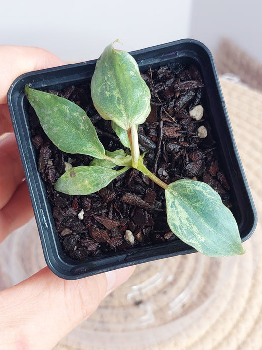 Philodendron Gloriosum Snow Leopard 1