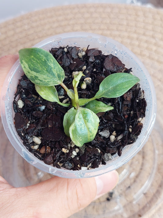 Philodendron Gloriosum Snow Leopard 2