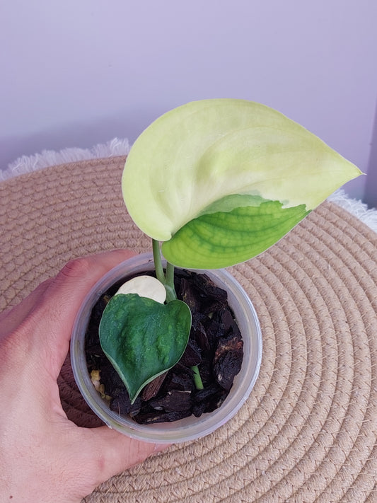 Scindapsus Jade Satin Variegated - 1