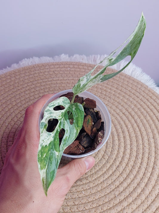 Monstera Adansonii Mint - 1