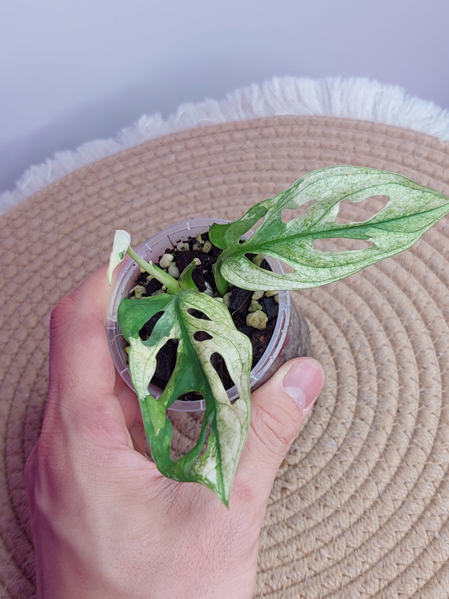 Monstera Monkey Mask(Adansonii) Variegated - 2