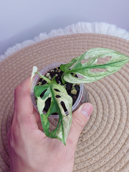 Monstera Monkey Mask(Adansonii) Variegated - 2