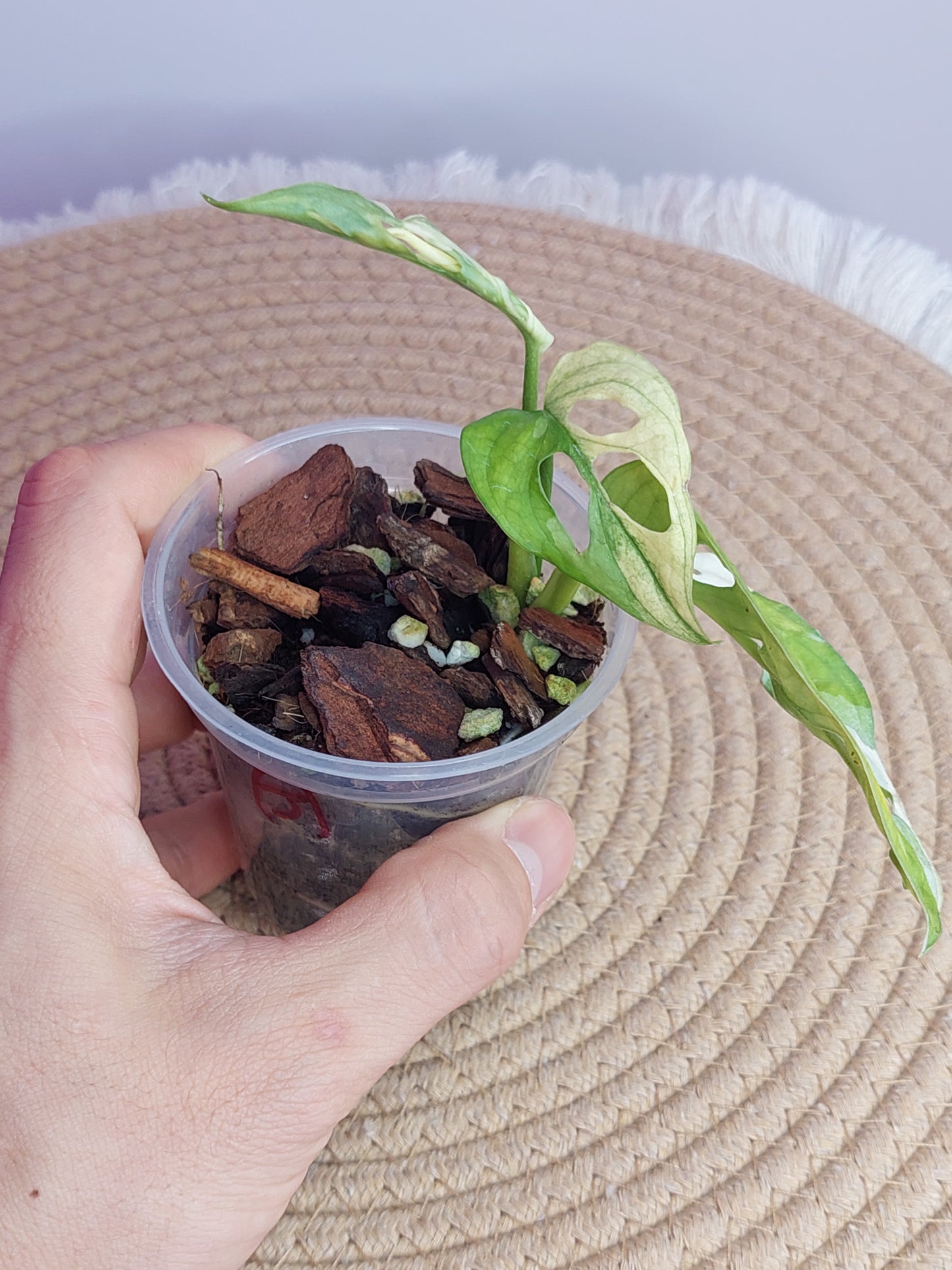 Monstera Monkey Mask(Adansonii) Variegated - 3
