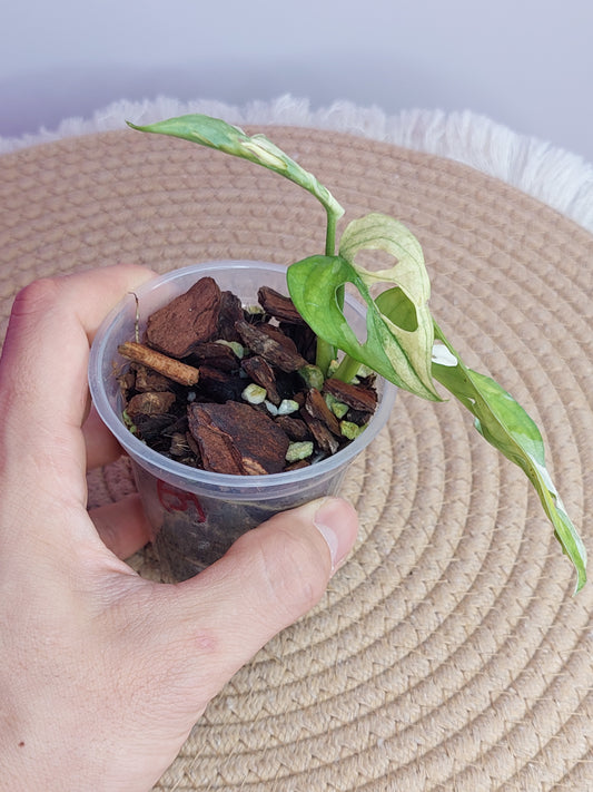 Monstera Monkey Mask(Adansonii) Variegated - 3