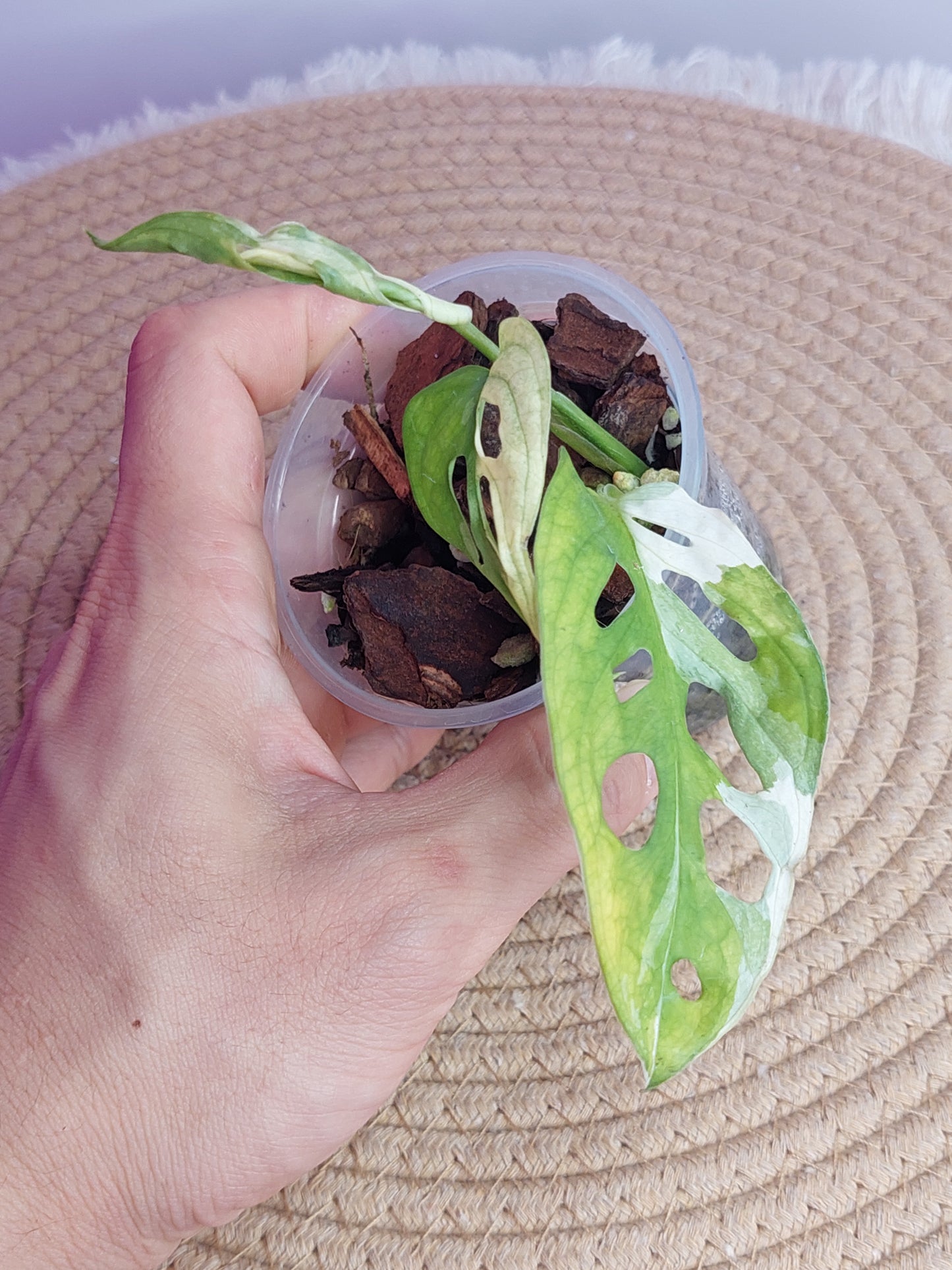 Monstera Monkey Mask(Adansonii) Variegated - 3