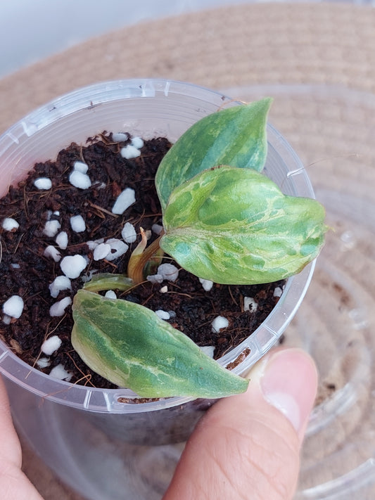 (NEW) Philodendron Gloriosum Snow Leopard Variegated - A