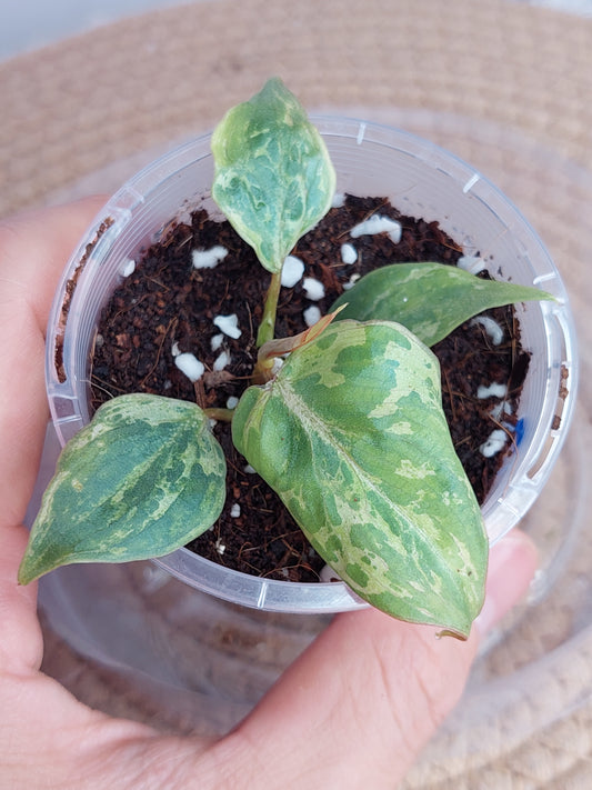 (NEW) Philodendron Gloriosum Snow Leopard Variegated - B