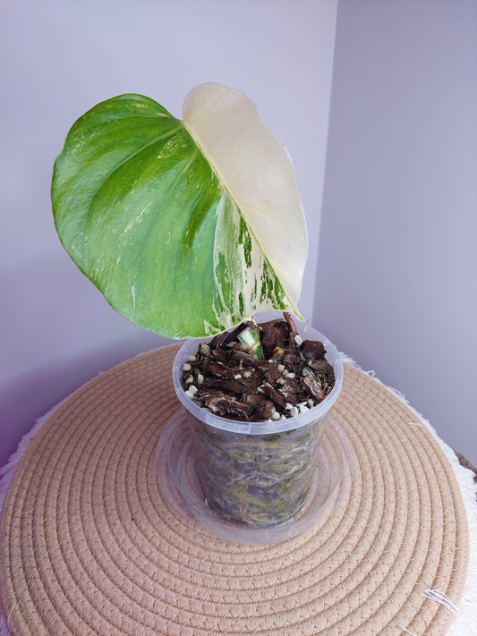Monstera Borsigiana Albo Variegated - A
