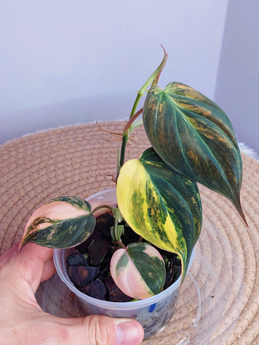 Philodendron Mican Variegated - A