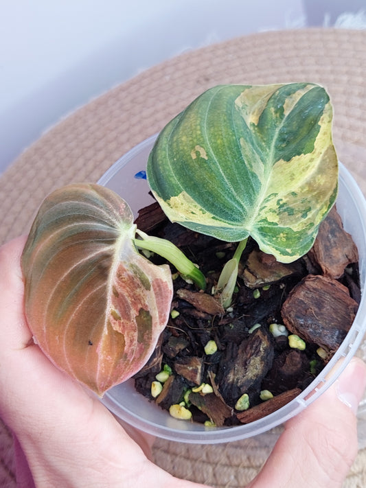 Philodendron Melanochrysum Variegated - A