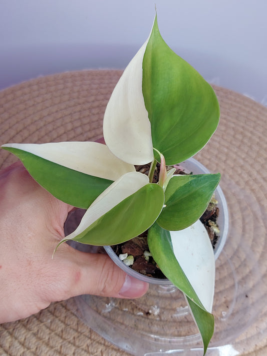 Philodendron Hederaceum Heartleaf Albo - A