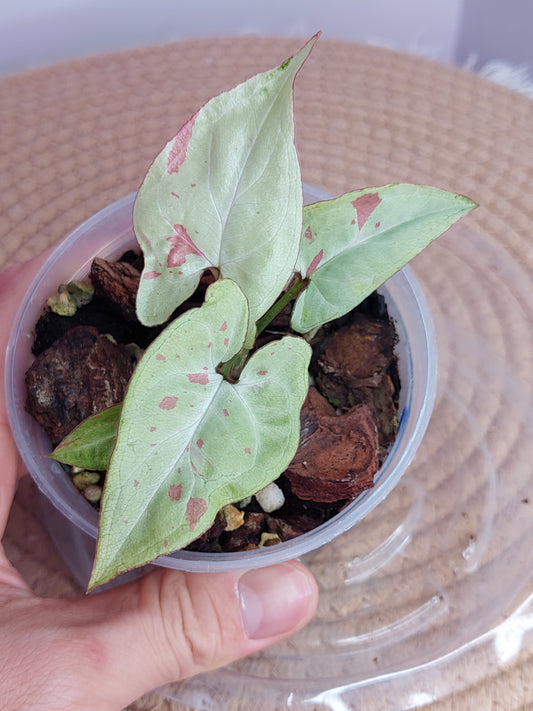 Syngonium Pink Salmon - A