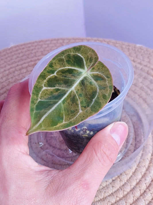 Anthurium Hoffmannii X Variegated _ 01