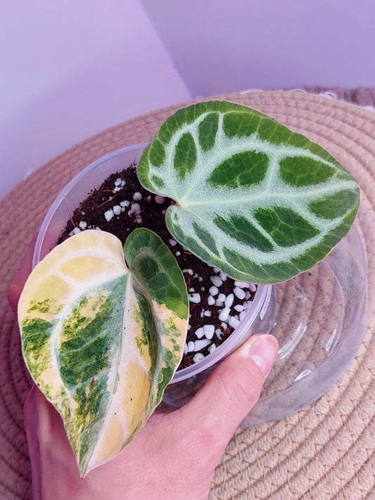 Anthurium Crystallinum Variegated _ 01