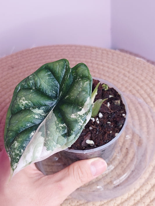 Alocasia Dragon Scale Albo _ 01