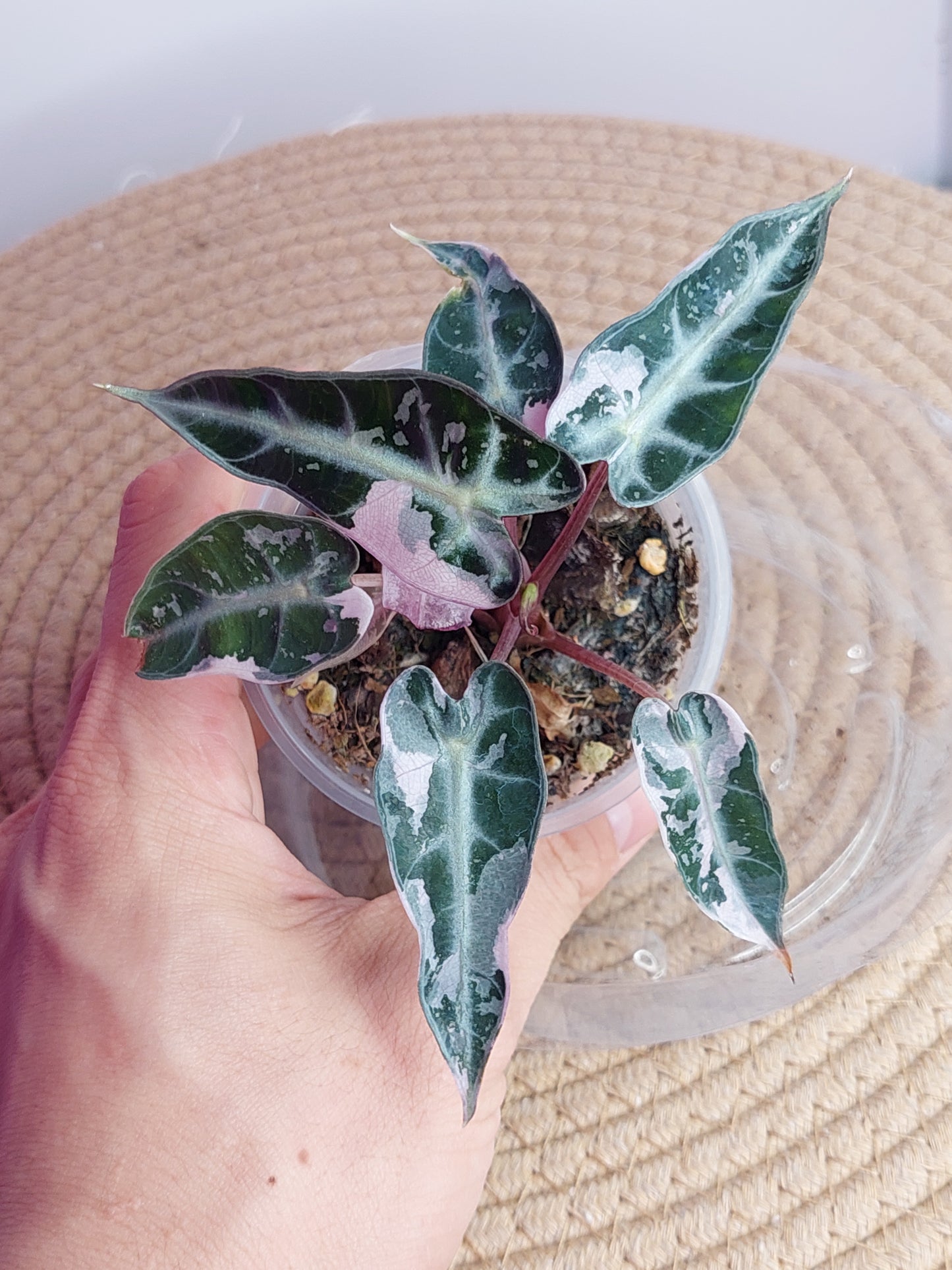Alocasia Bambino Variegated _ 01