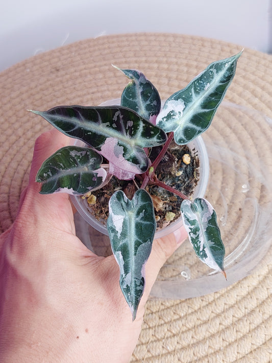 Alocasia Bambino Variegated _ 01