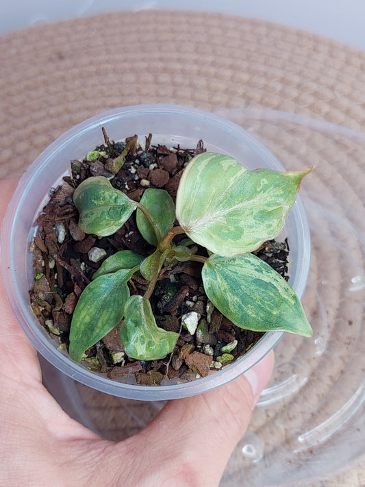 Philodendron Gloriosum Snow Leopard Variegated _ 01