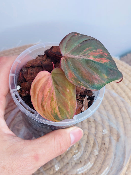 Philodendron Mican Variegated _ 01