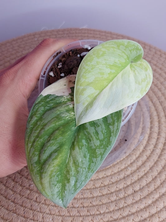 Scindapsus Exotica Variegated _ 01
