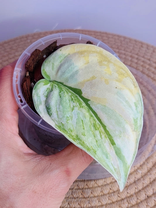 Scindapsus Exotica Variegated _ 02