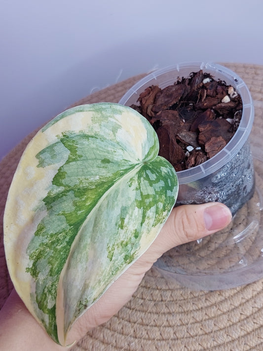 Scindapsus Exotica Variegated _ 03