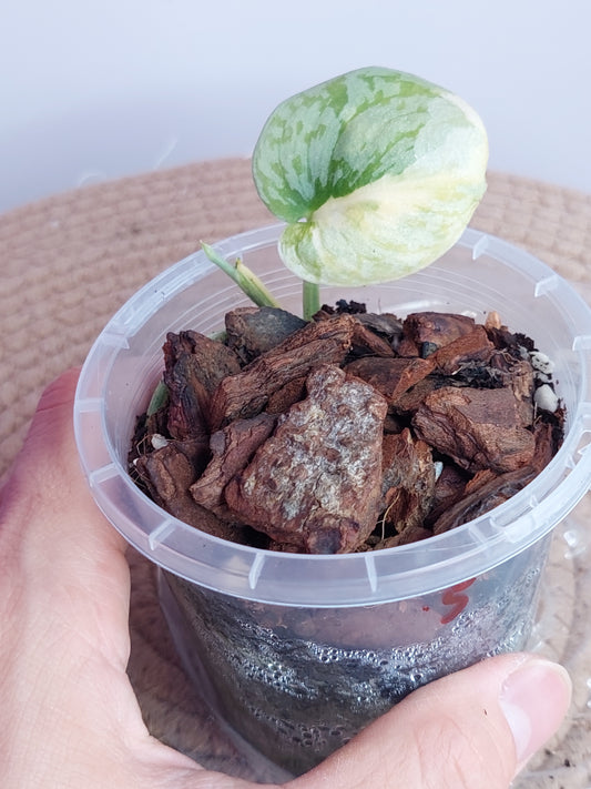 Scindapsus Exotica Variegated _ 05