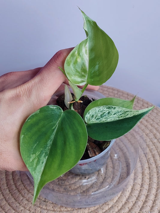 Philodendron Heartleaf Variegated _ 01