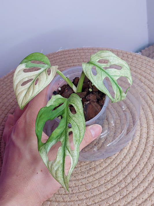 Monstera Monkey Mask(Adansonii) Variegated _ 02