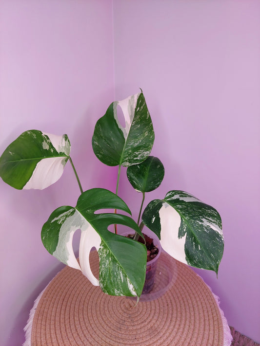 Monstera Borsigiana Albo Variegated _ 01