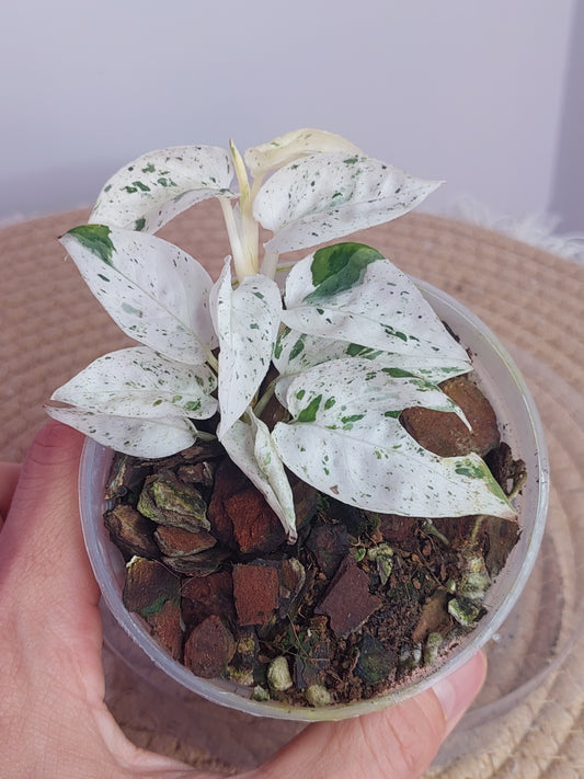 Epipremnum Pinnatum Marble 1