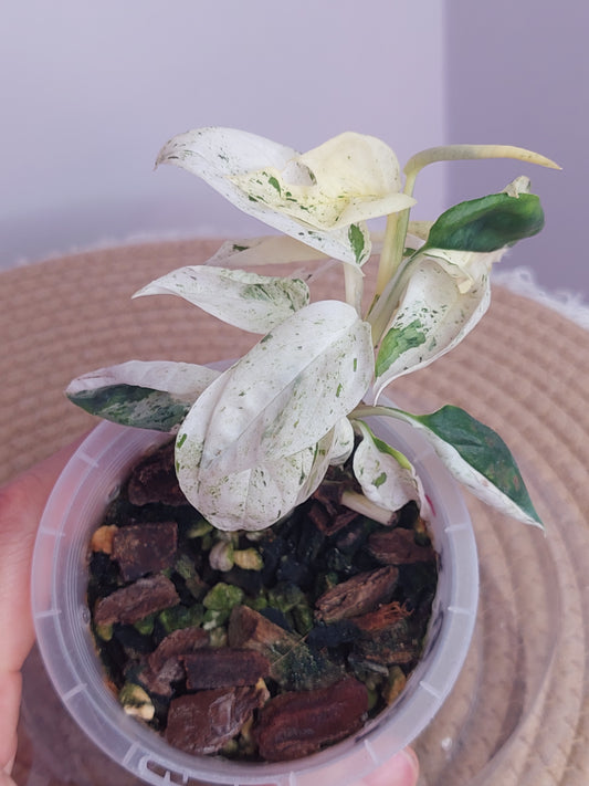 Epipremnum Pinnatum Marble 2