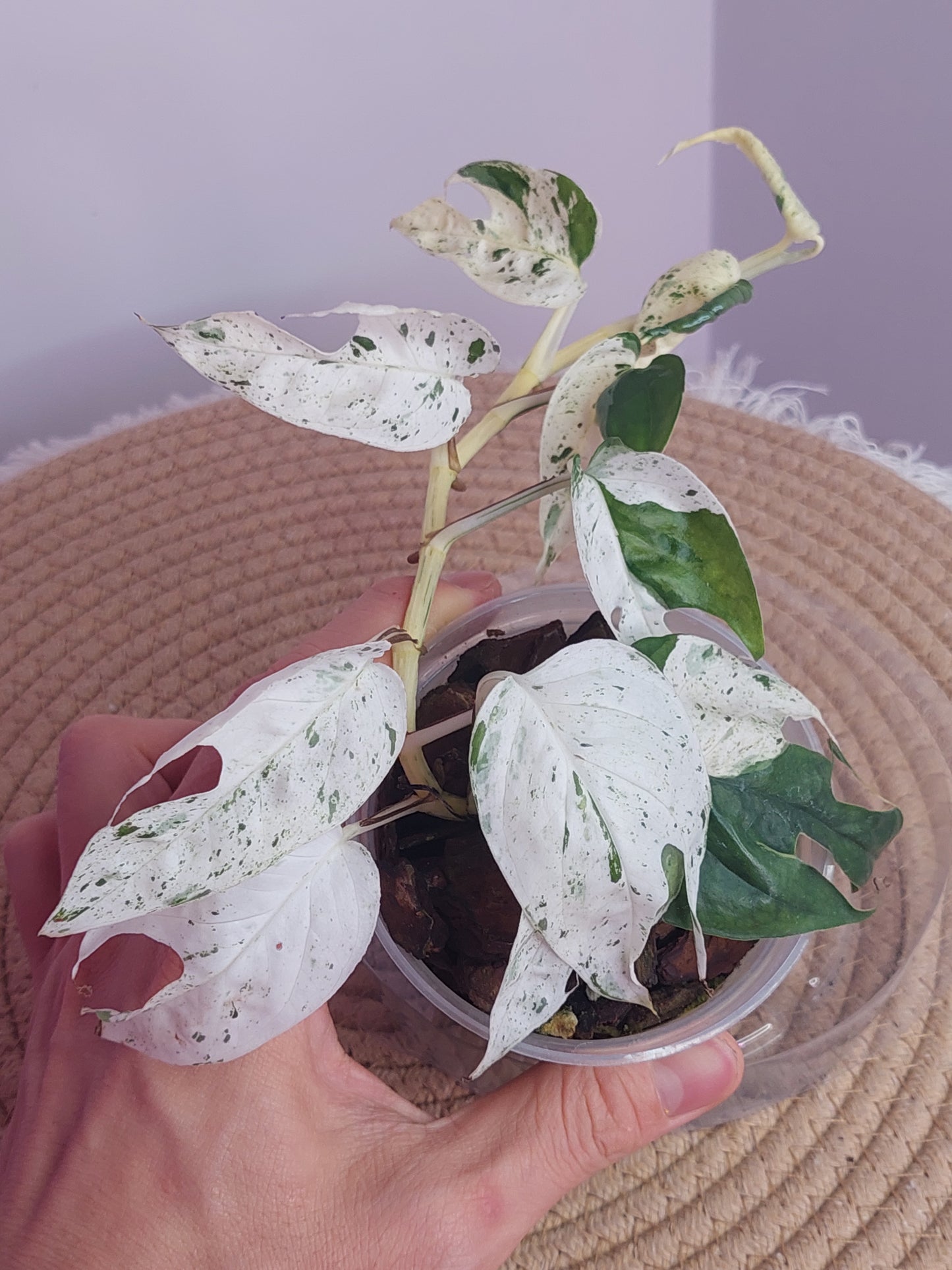 Epipremnum Pinnatum Marble 3