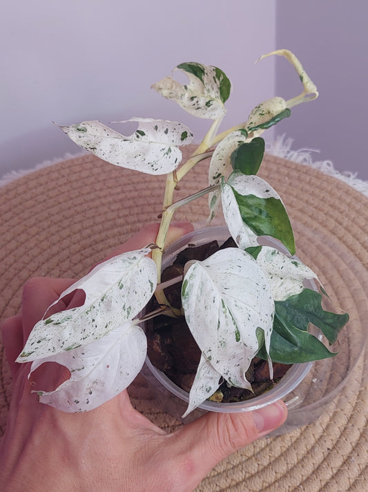 Epipremnum Pinnatum Marble 3