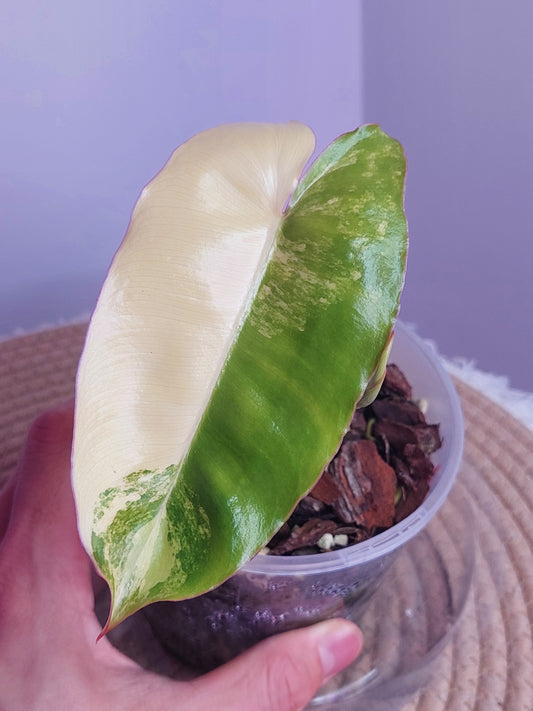 Philodendron Burle Marx variegated 1