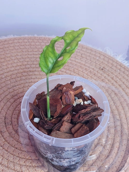 Monstera Obliqua Peru 1