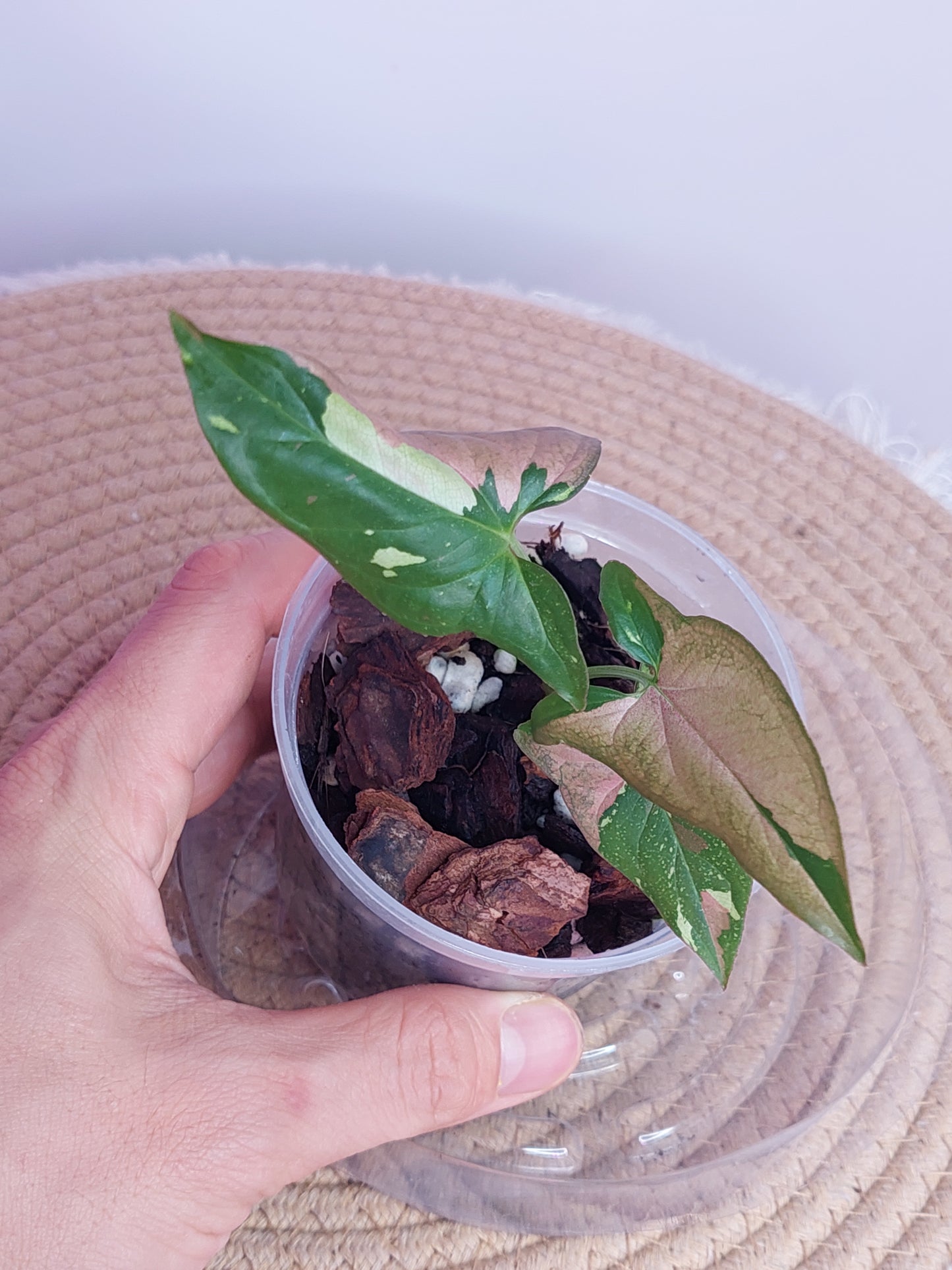 Syngonium Red Spot Tricolour 3