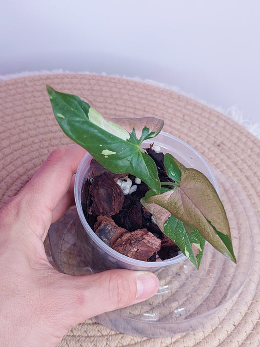 Syngonium Red Spot Tricolour 3