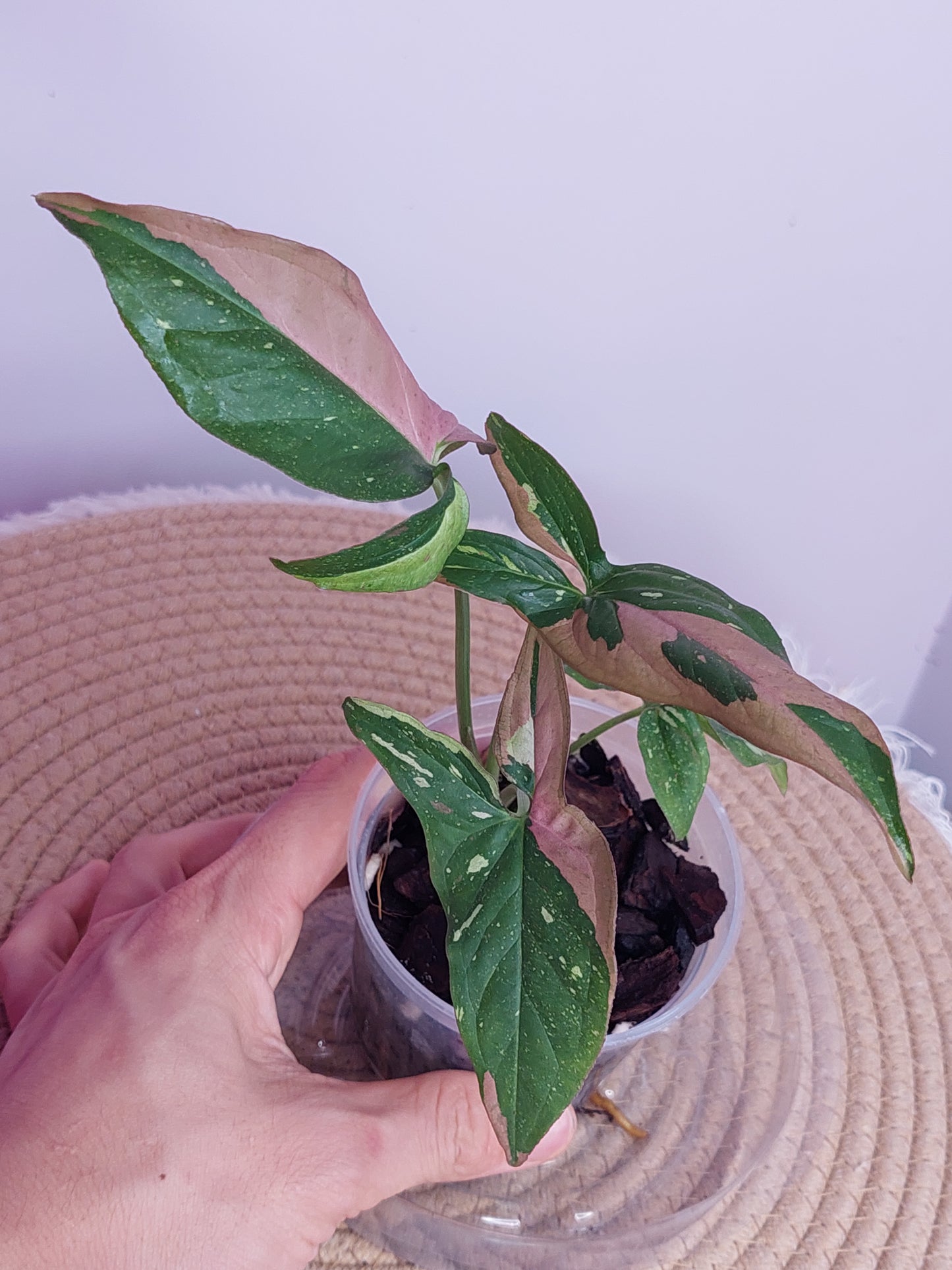 Syngonium Red Spot Tricolour 4