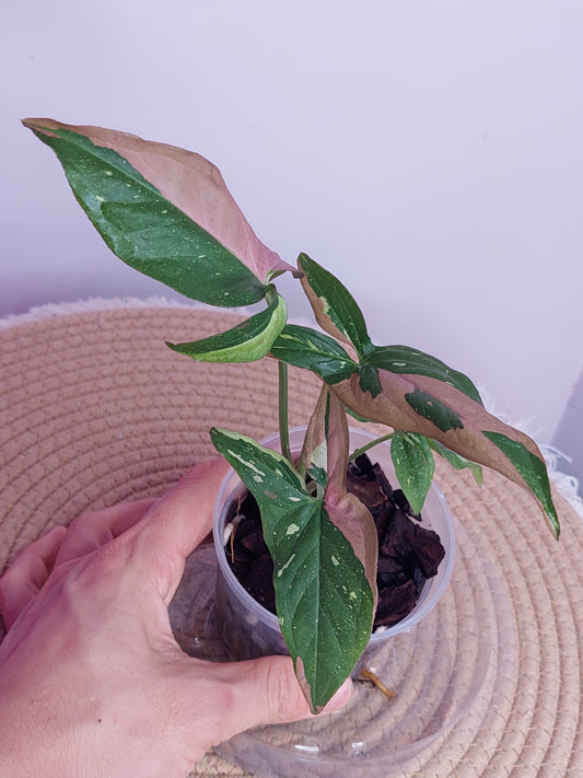 Syngonium Red Spot Tricolour 4