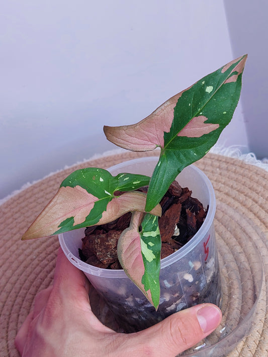 Syngonium Red Spot Tricolour 5