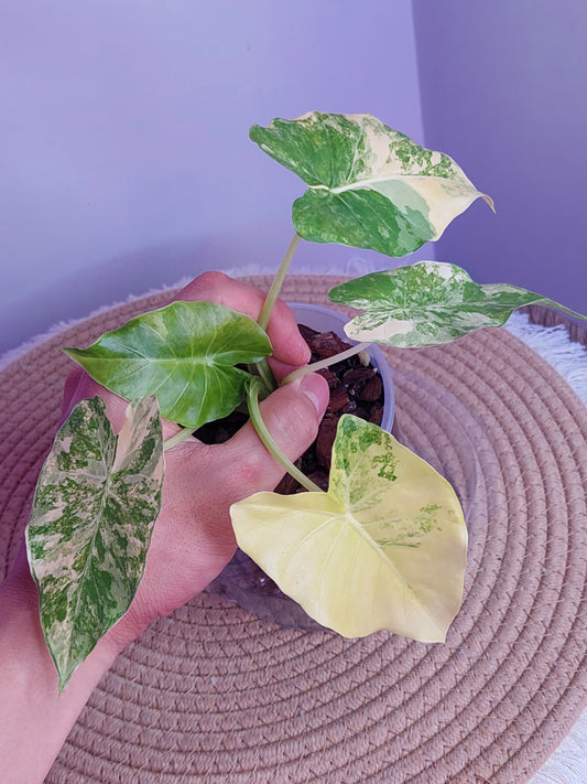 Alocasia Gageana Aurea Variegated 1