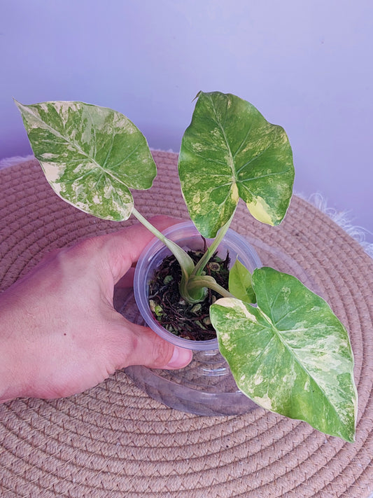 Alocasia Gageana Aurea Variegated 2