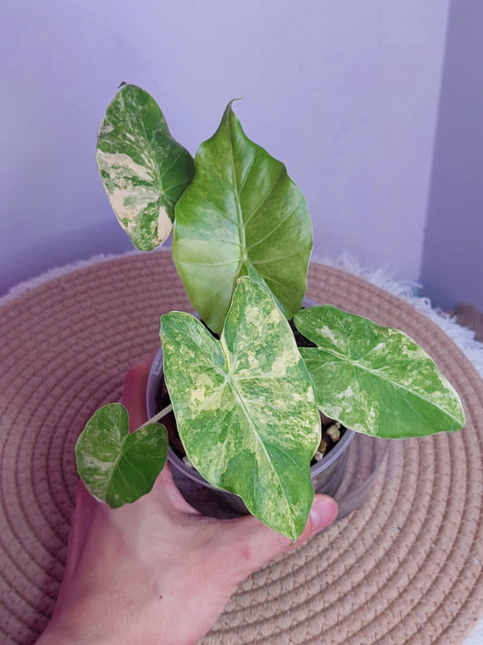 Alocasia Gageana Aurea Variegated 3