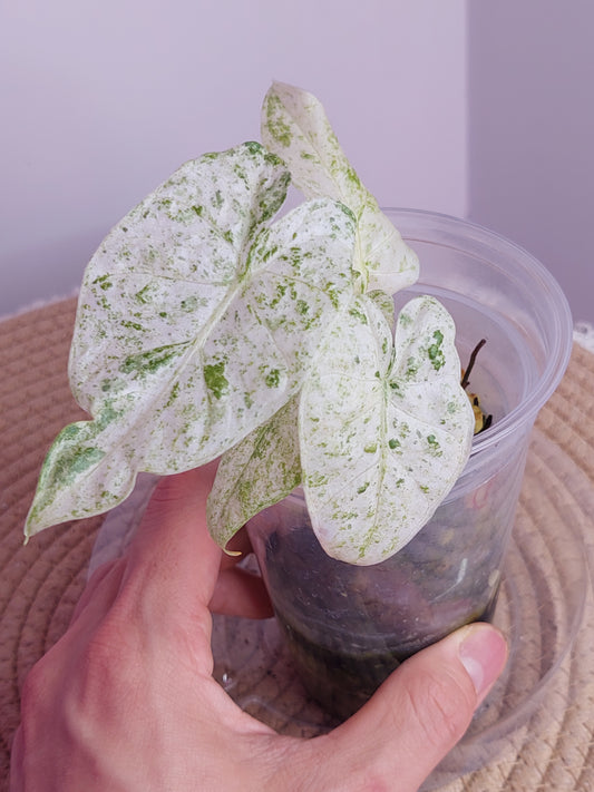 Alocasia Odora Batik Variegated 1