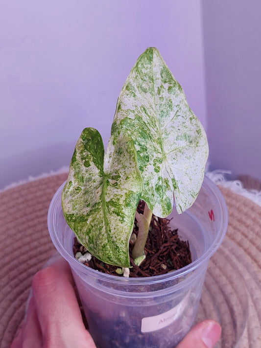 Alocasia Odora Batik Variegated 2