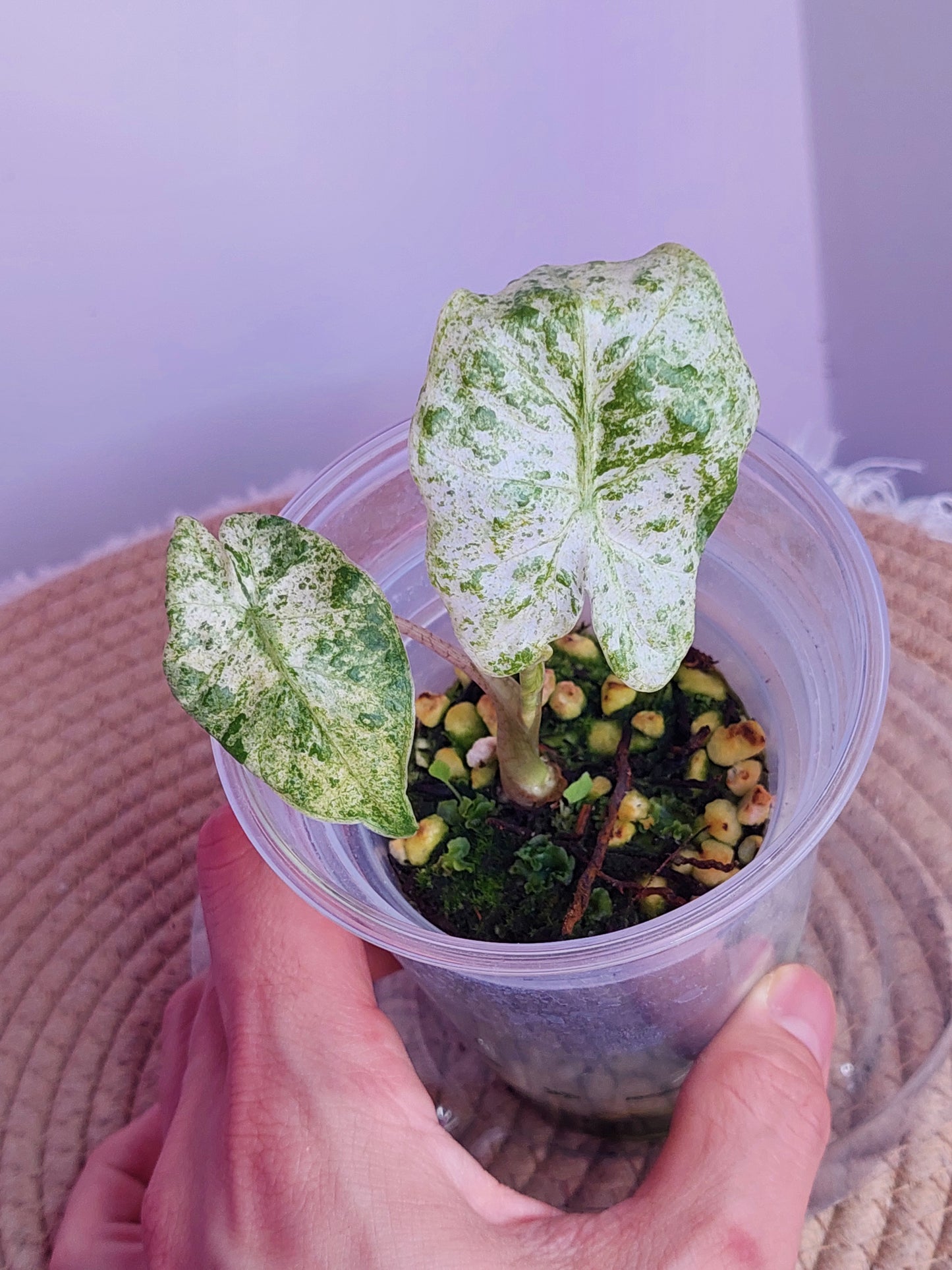 Alocasia Odora Batik Variegated 3