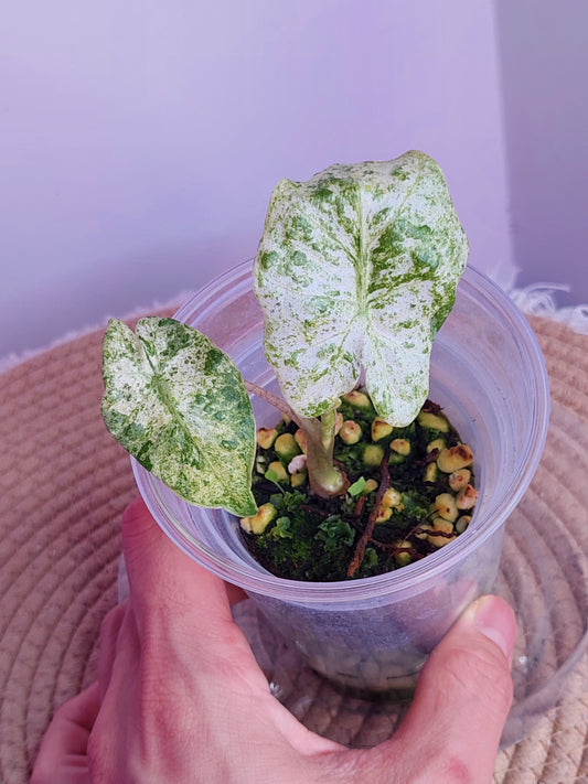 Alocasia Odora Batik Variegated 3